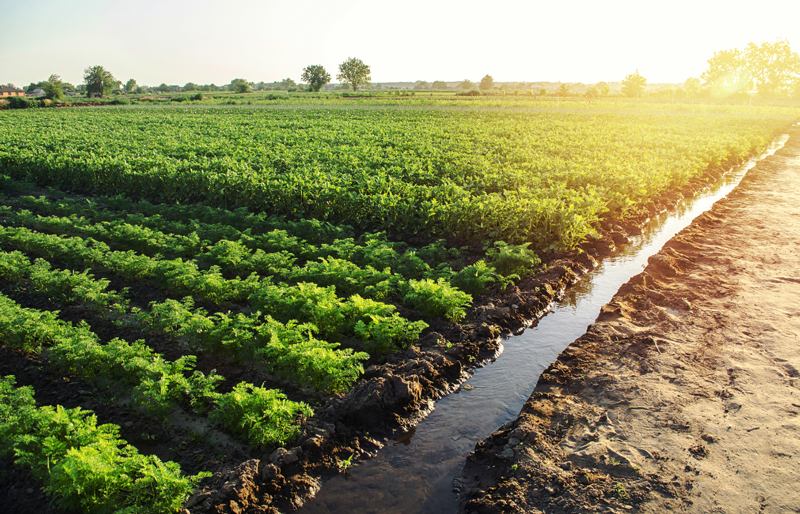 farm field with green plants